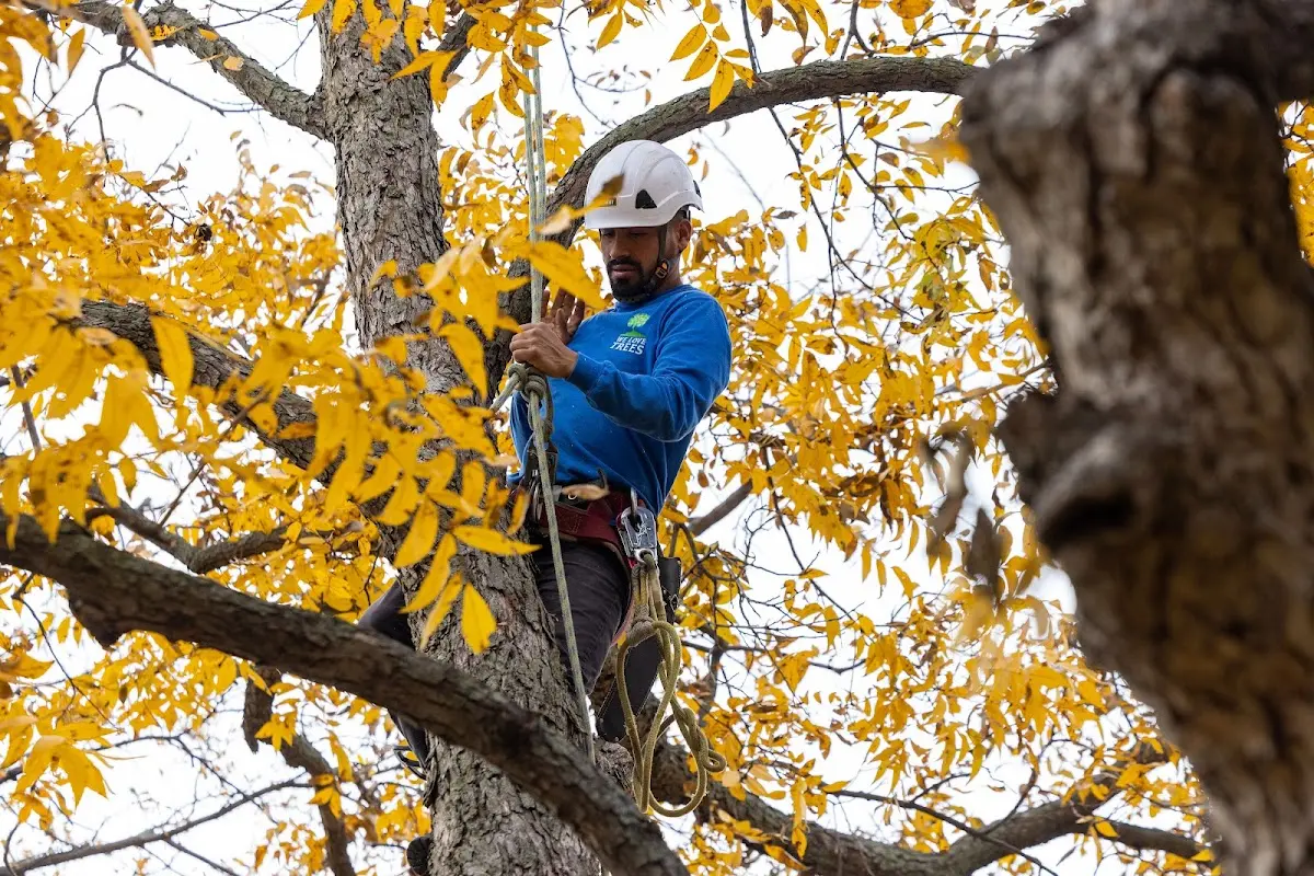 Skilled Tree Transplanting crew working in Hillsboro